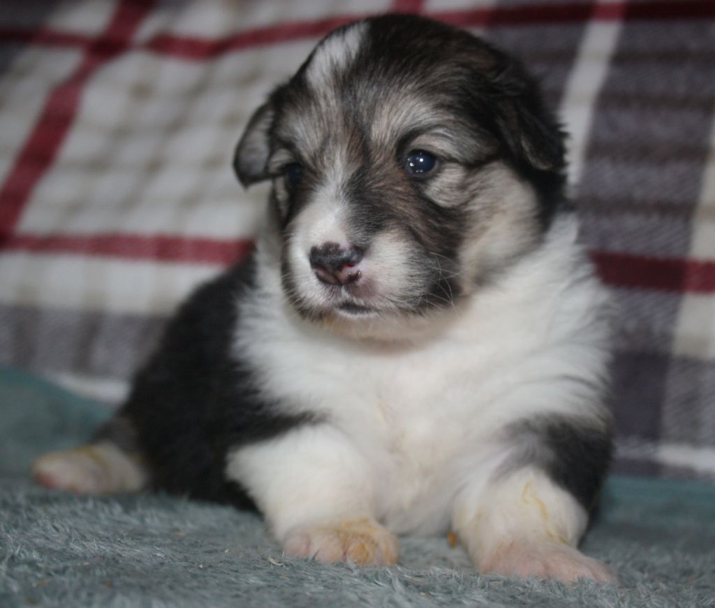 du Domaine D'Arinella Bianca - Chiots disponibles - Welsh Corgi Pembroke