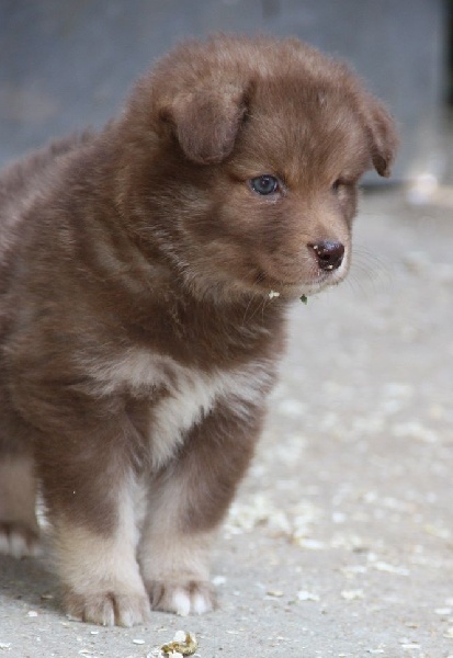 du Domaine D'Arinella Bianca - Chien finnois de Laponie - Portée née le 20/05/2015