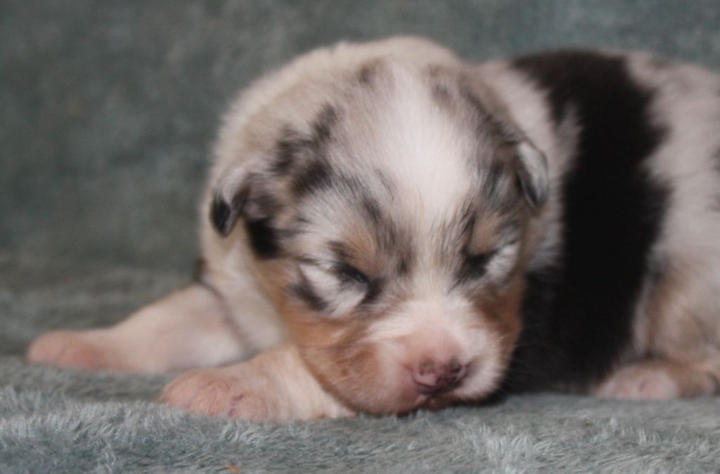 du Domaine D'Arinella Bianca - Chiots disponibles - Berger Australien