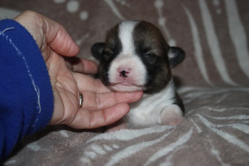 du Domaine D'Arinella Bianca - Chiots disponibles - Welsh Corgi Pembroke