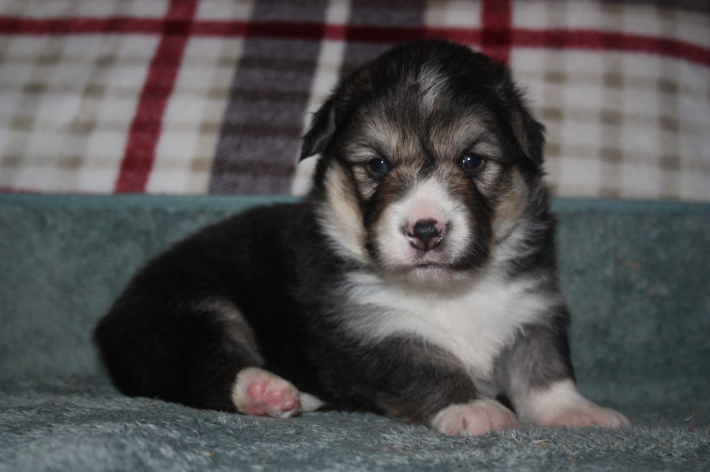 du Domaine D'Arinella Bianca - Chiots disponibles - Welsh Corgi Pembroke