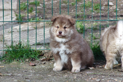 CHIOT