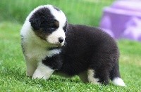 CHIOT