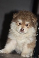 CHIOT