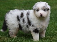CHIOT