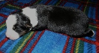 ECLAIR