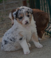 CHIOT