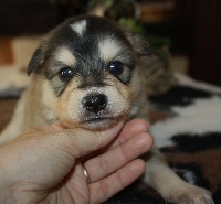 CHIOT