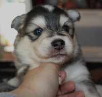 CHIOT