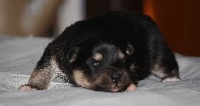 CHIOT