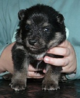 CHIOT