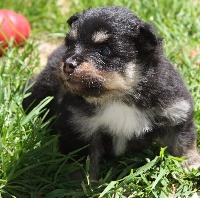 CHIOT