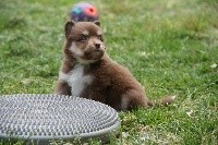 CHIOT