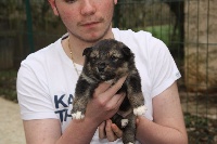 CHIOT
