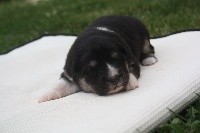 CHIOT