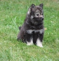 NEW MIRACLE SWAYZE