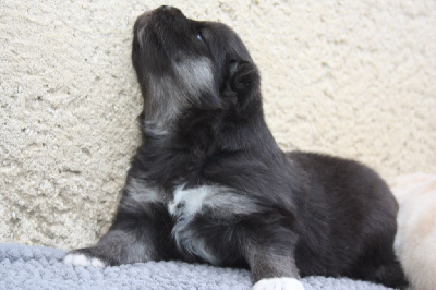 CHIOT