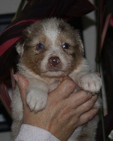 CHIOT