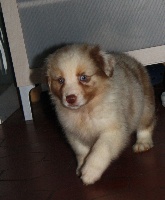 CHIOT