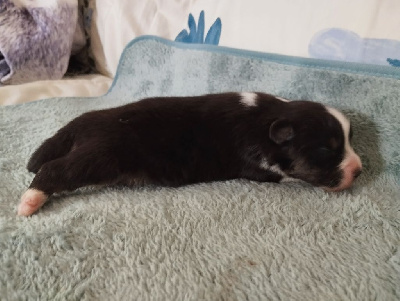 CHIOT