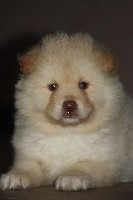 CHIOT