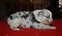 CHIOT