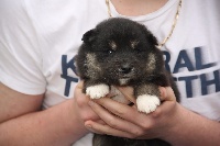 CHIOT