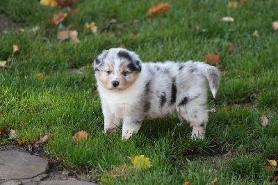 CHIOT