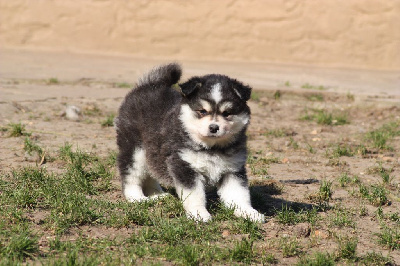 CHIOT