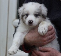 CHIOT