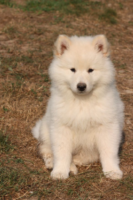 CHIOT 3