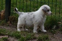 CHIOT