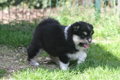 Bjorneborg lilla varg