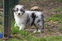 CHIOT