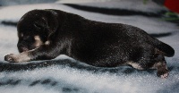 CHIOT