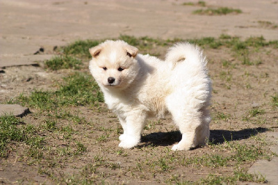 CHIOT