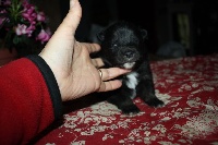 CHIOT