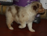 CHIOT