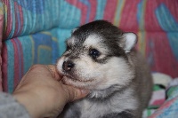 CHIOT