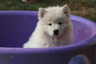 CHIOT 2