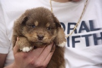 CHIOT