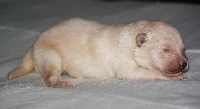 CHIOT