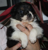 CHIOT
