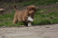 CHIOT