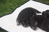CHIOT