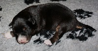 CHIOT