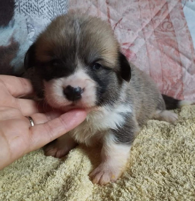 Very spécial Ottie 