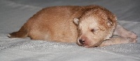 CHIOT