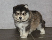 CHIOT