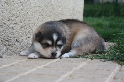 CHIOT